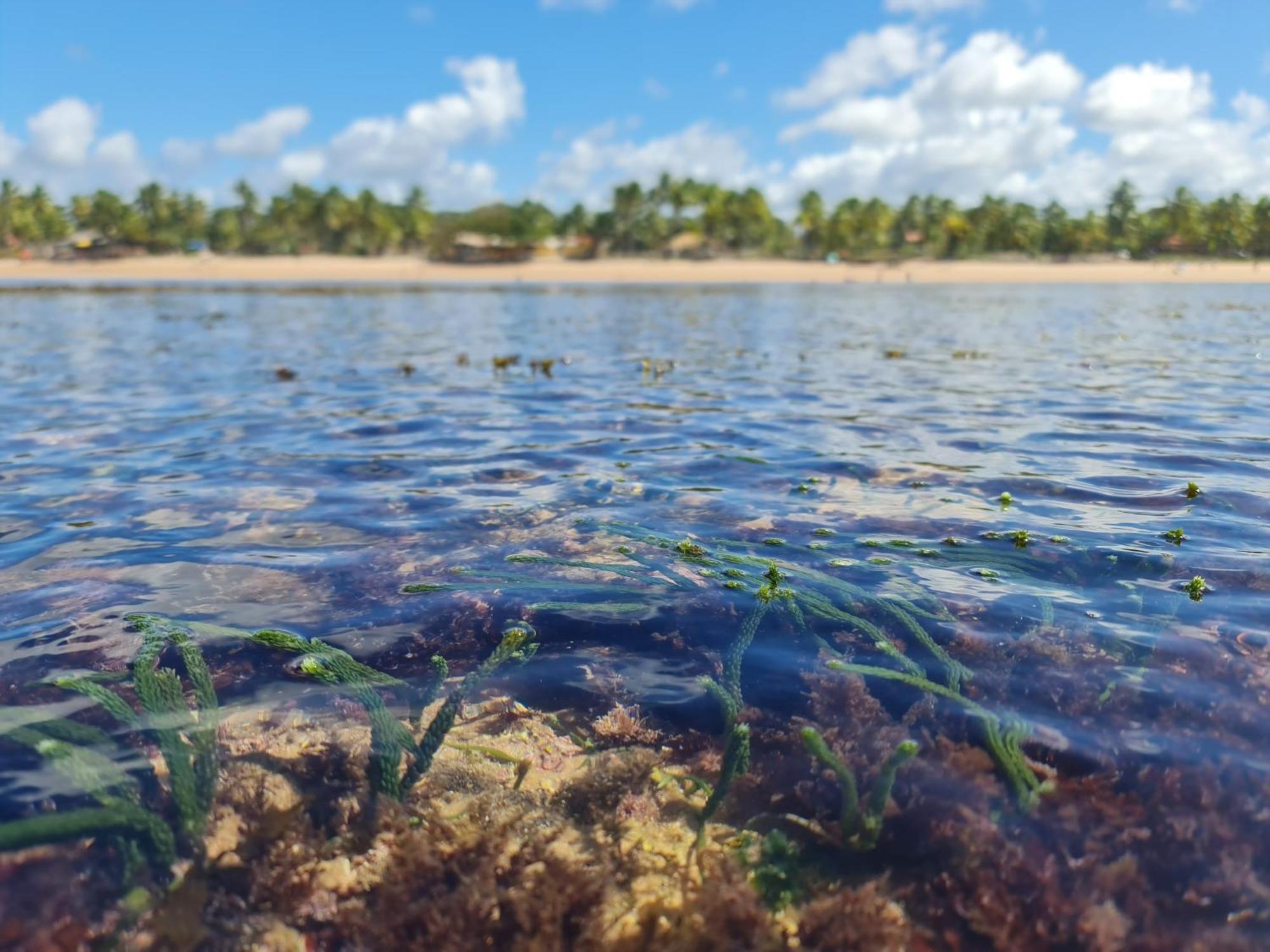 Laus Bangalos Experience - Piscina Privativa - Praia De Algodoes - Peninsula De Marau - Bahia Praia dos Algodoes 外观 照片